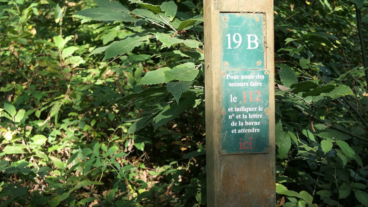 Bois de l'Huisserie à Laval, cadre de l'exposition familiale Trafic d'espèces