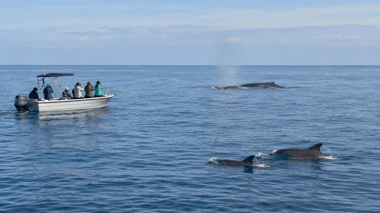 Un bateau observe à distance une baleine et des dauphins en mer