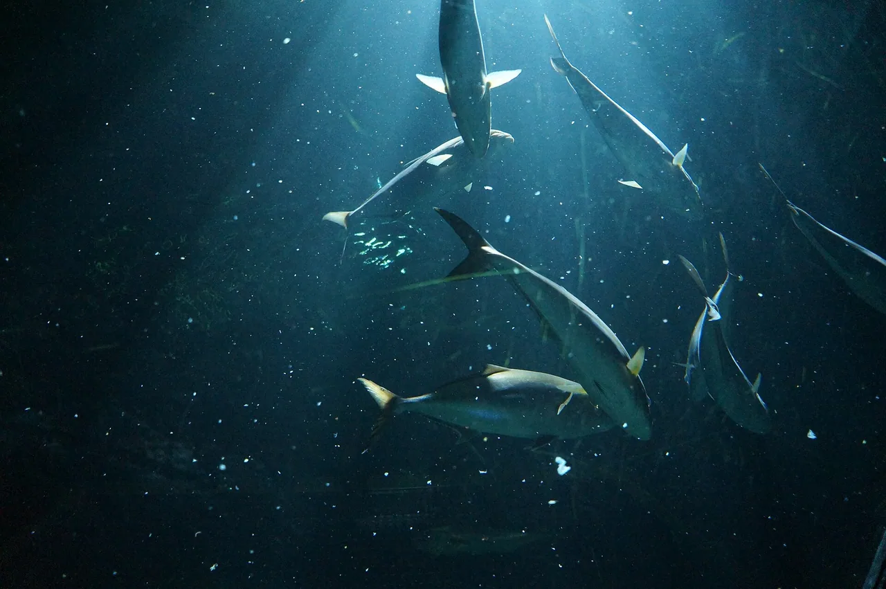 Poissons dans un aquarium de Nausicaá à Boulogne-sur-Mer
