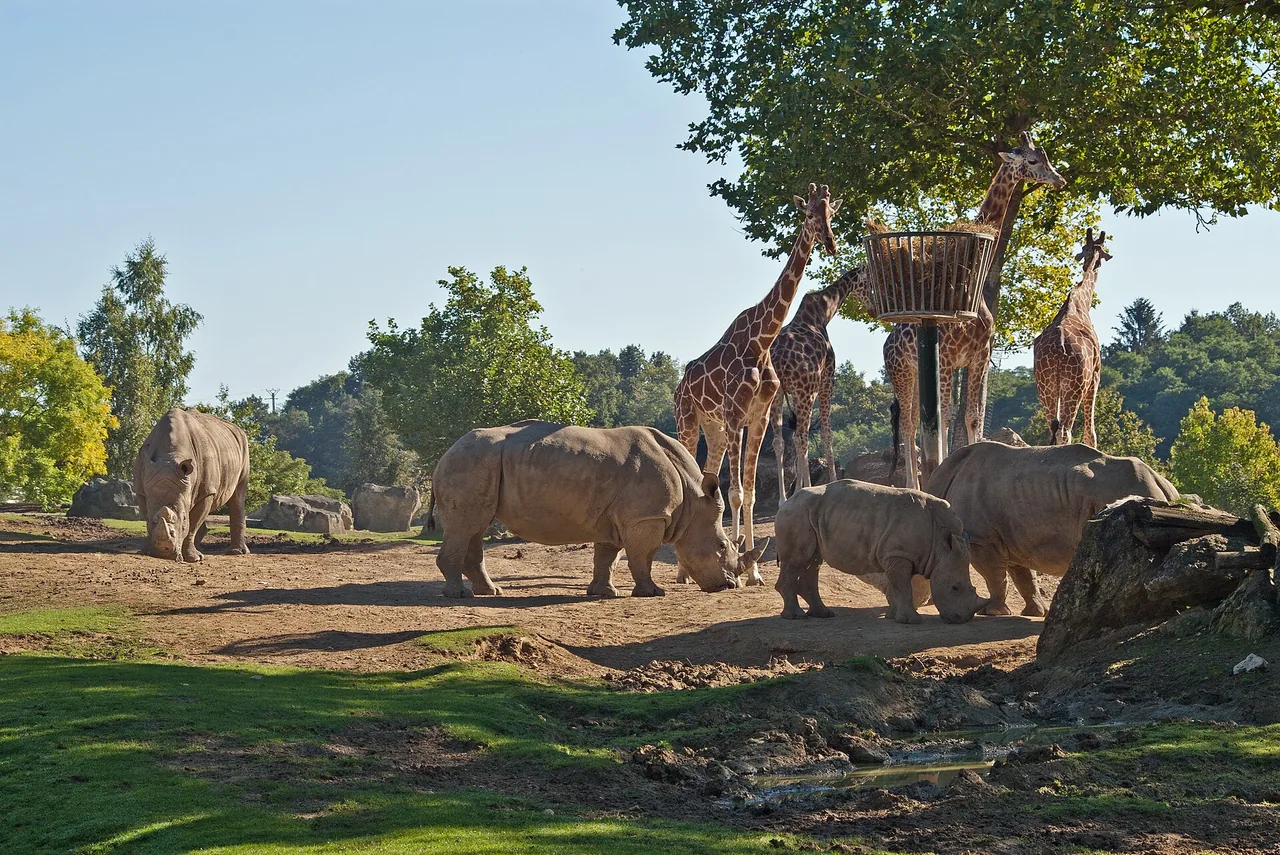 Girafes et rhinocéros dans la plaine africaine du ZooParc de Beauval