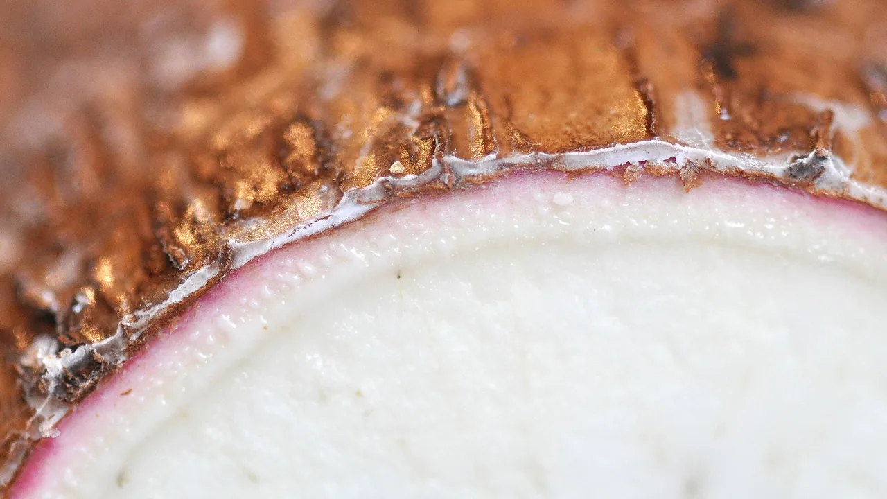 Racine de manioc coupée, matière première du couac et de la cassave