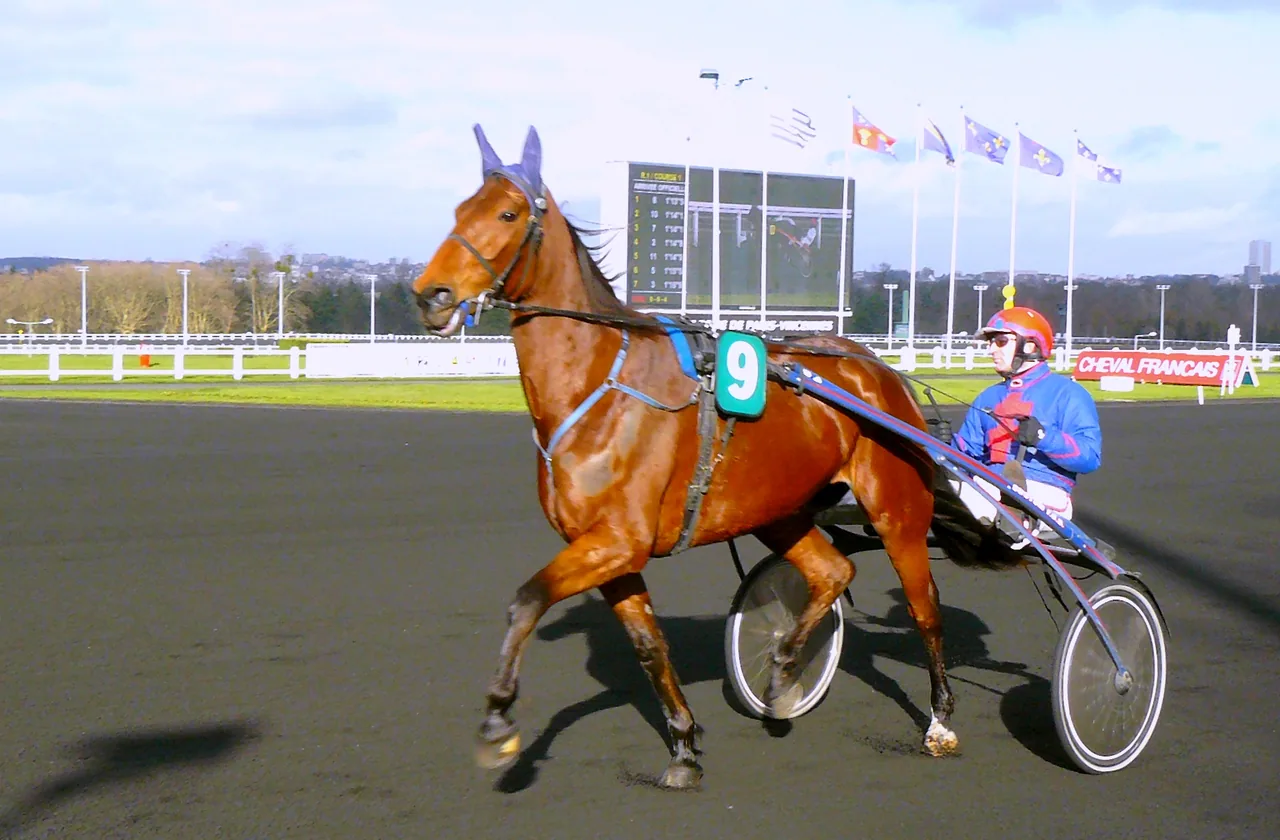 Un cheval attelé à un sulky à l'hippodrome de Vincennes