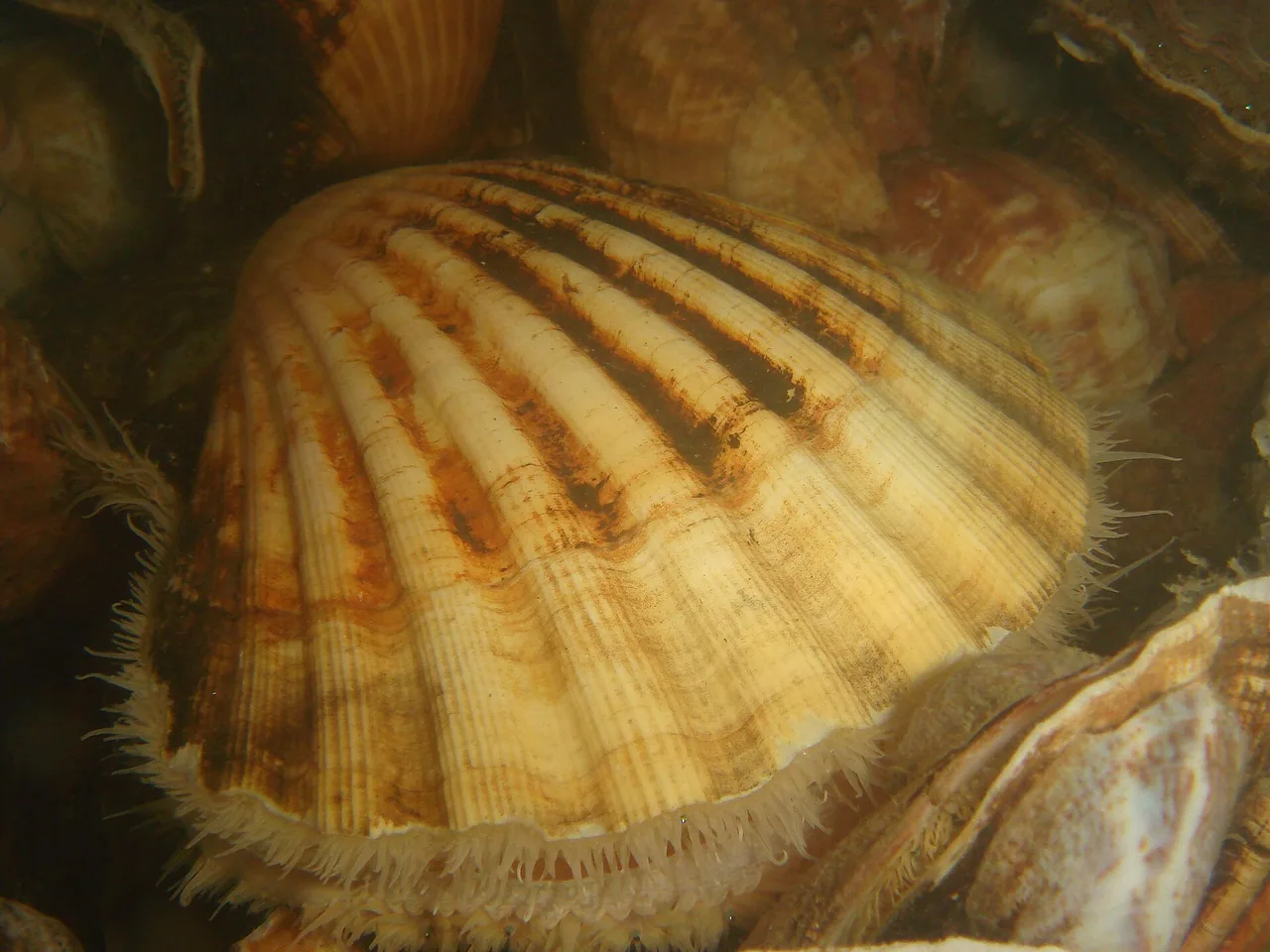 Coquilles Saint-Jacques, autre produit emblématique de la foire de Dieppe