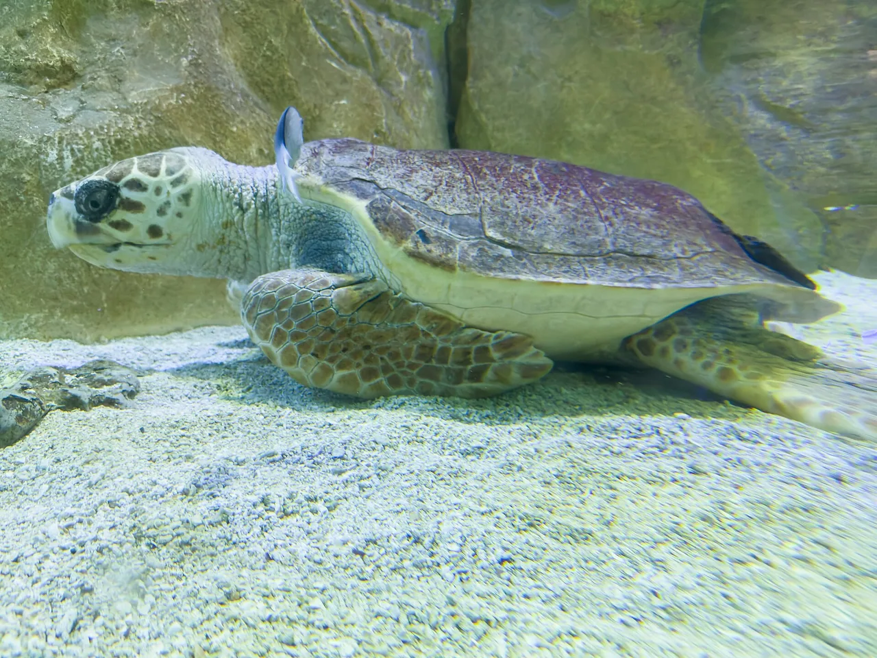 Seaquarium du Grau-du-Roi