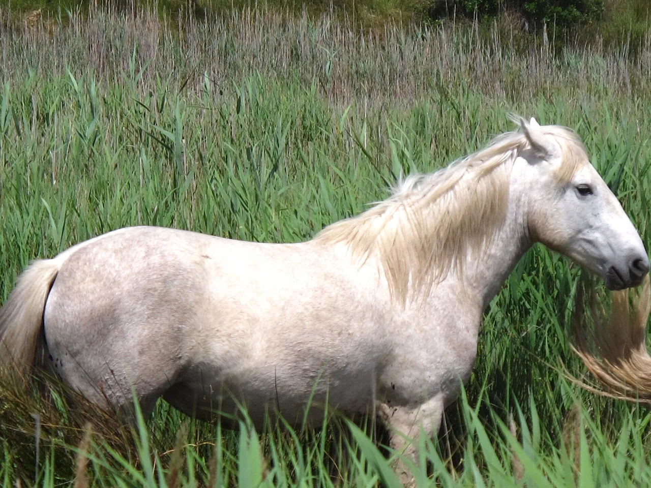 Un cheval de race Camargue dans les paysages de Camargue