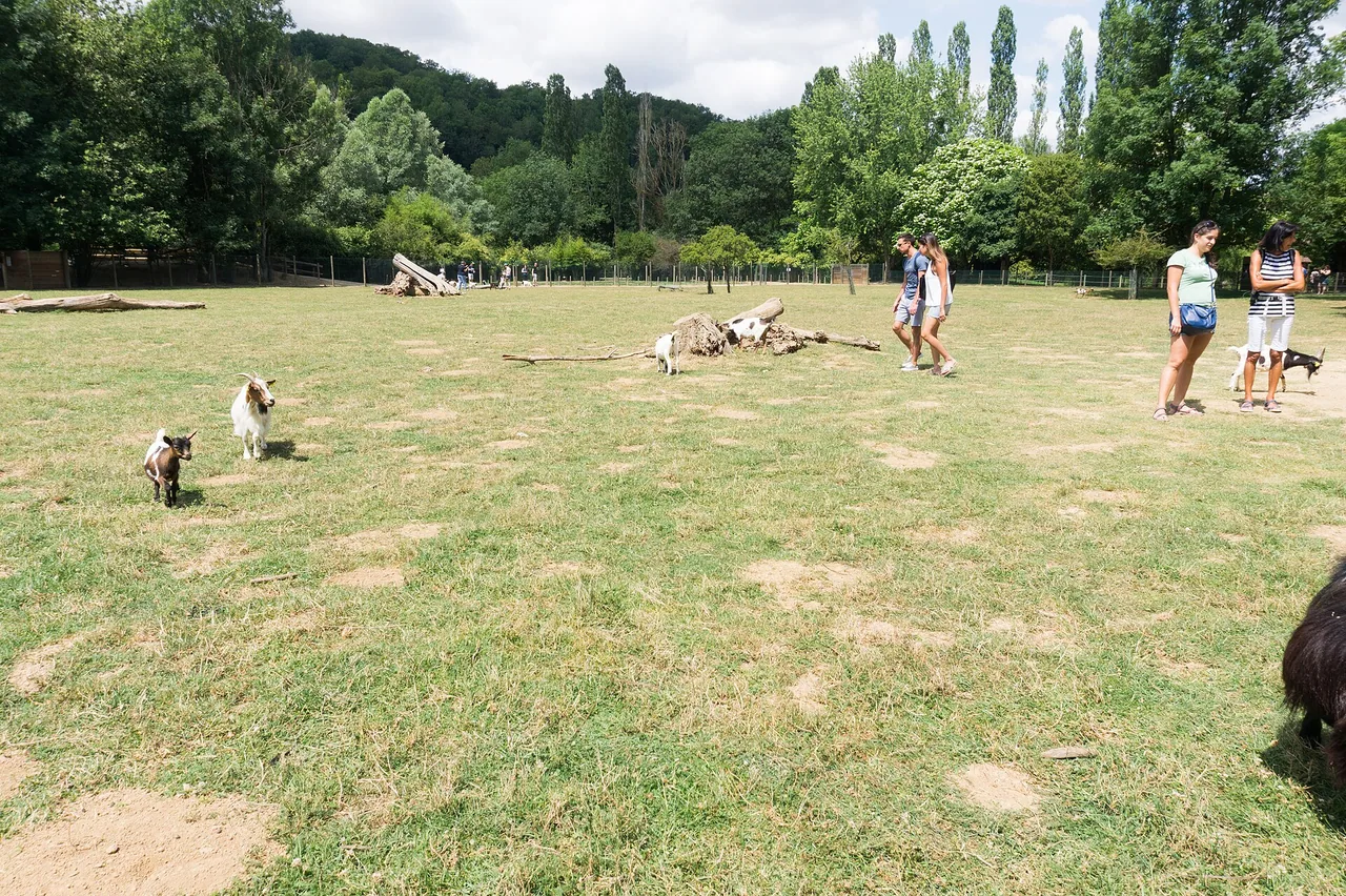 Espace de contact avec les chèvres au Parc de l'Auxois