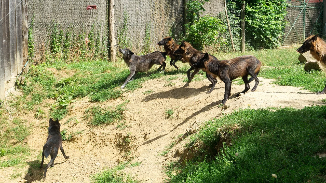 Loups du Canada pendant leur nourrissage au Parc de l'Auxois