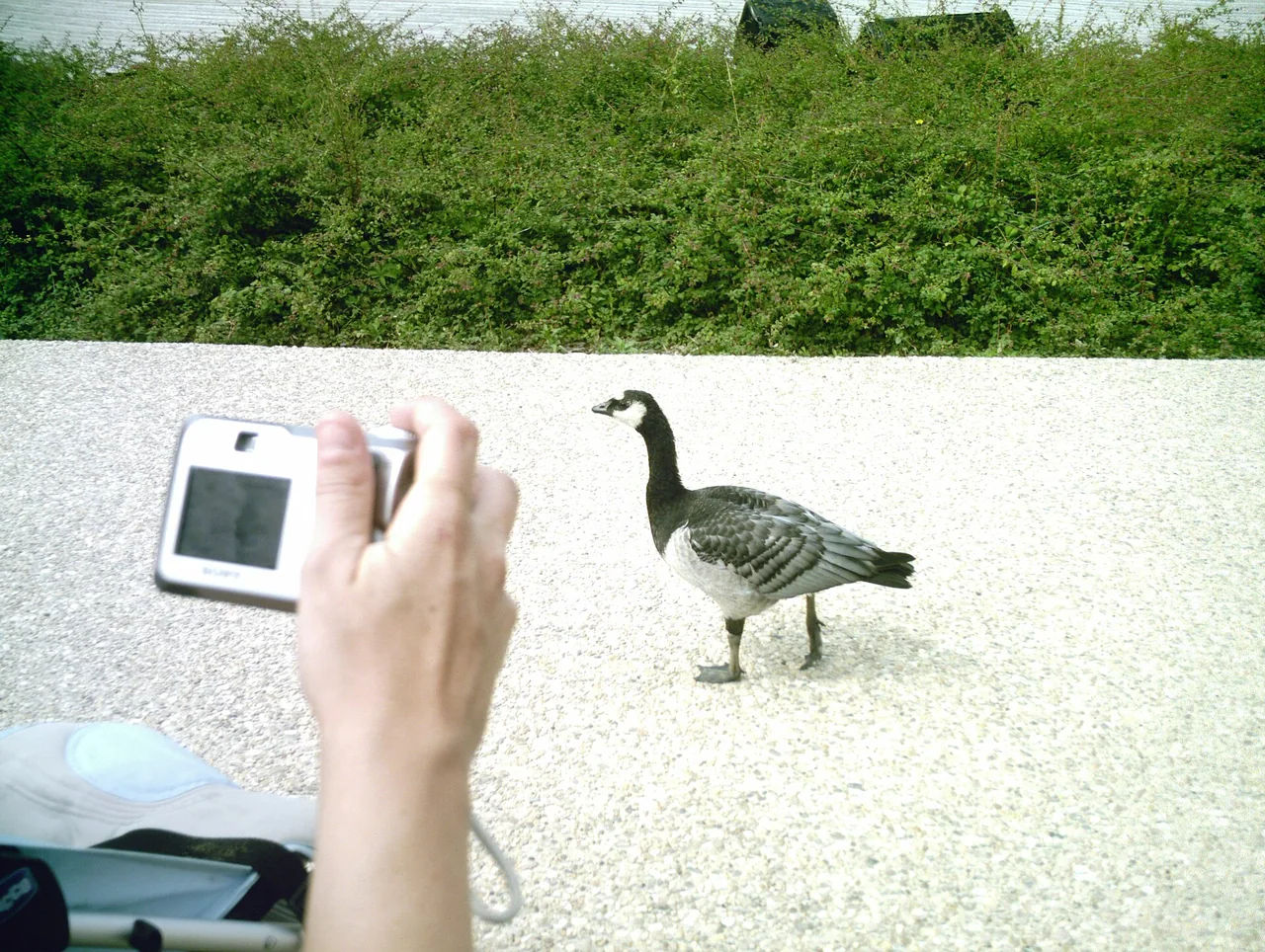 Un oiseau passe près du public pendant le spectacle du Parc des Oiseaux