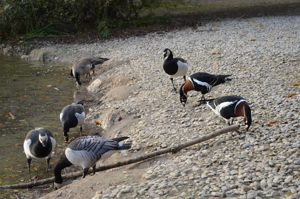 Oiseaux au Parc des Oiseaux de Villars-les-Dombes