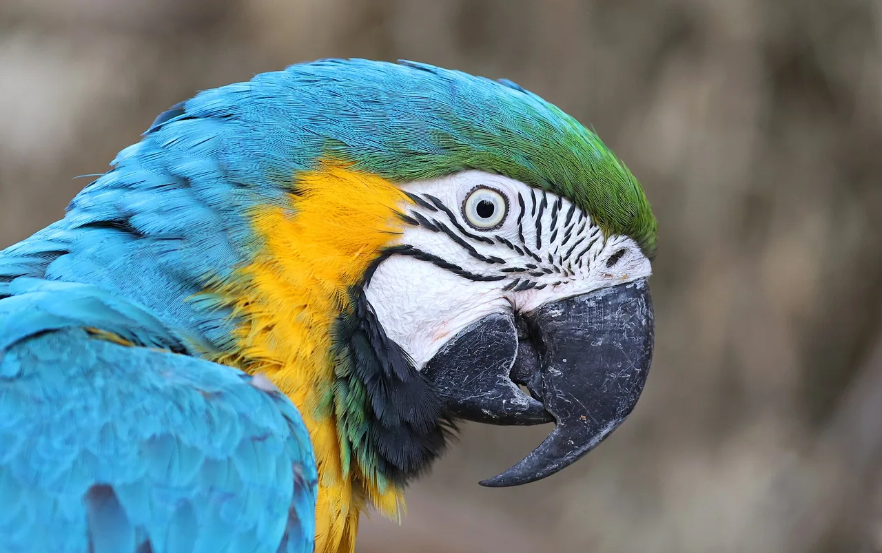 Un ara bleu et jaune à Parrot World