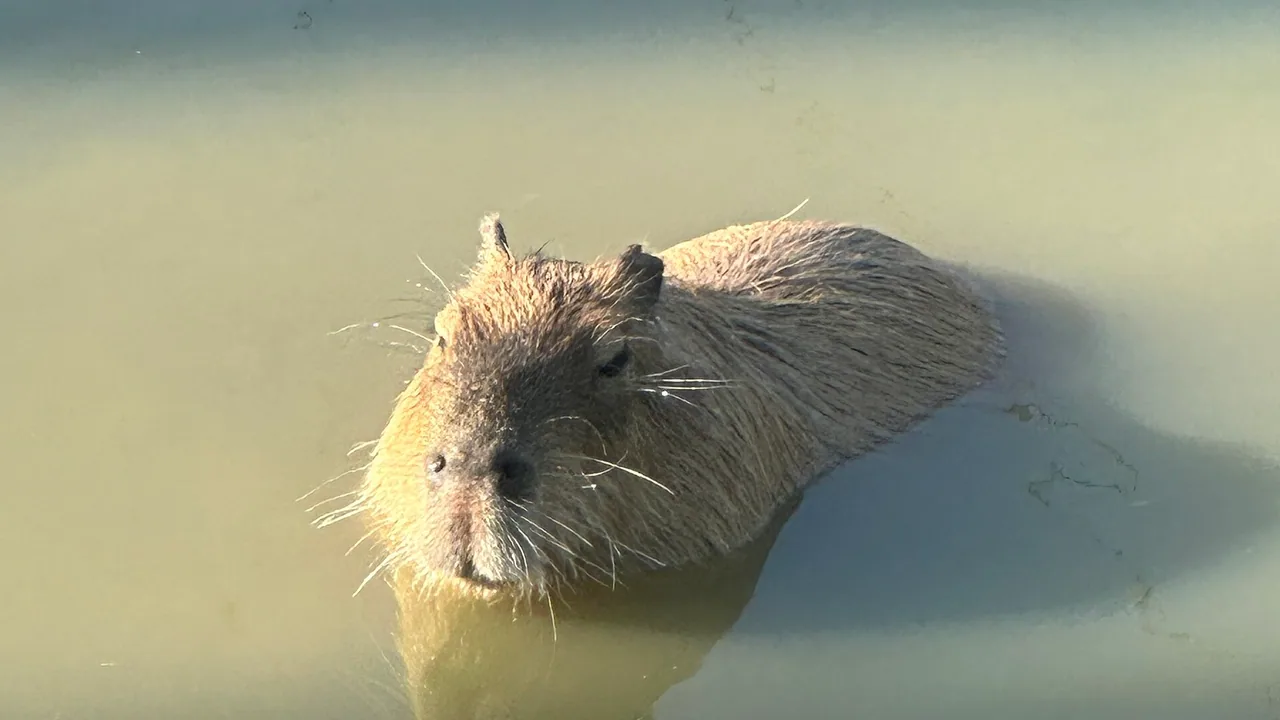 Un capybara à Parrot World