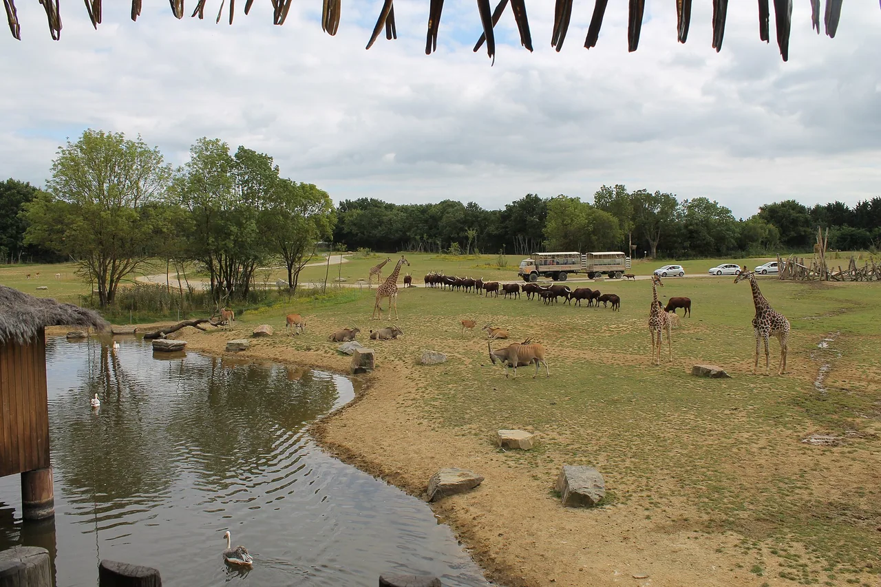 Vue générale de Planète Sauvage avec des girafes et d'autres animaux dans le parc
