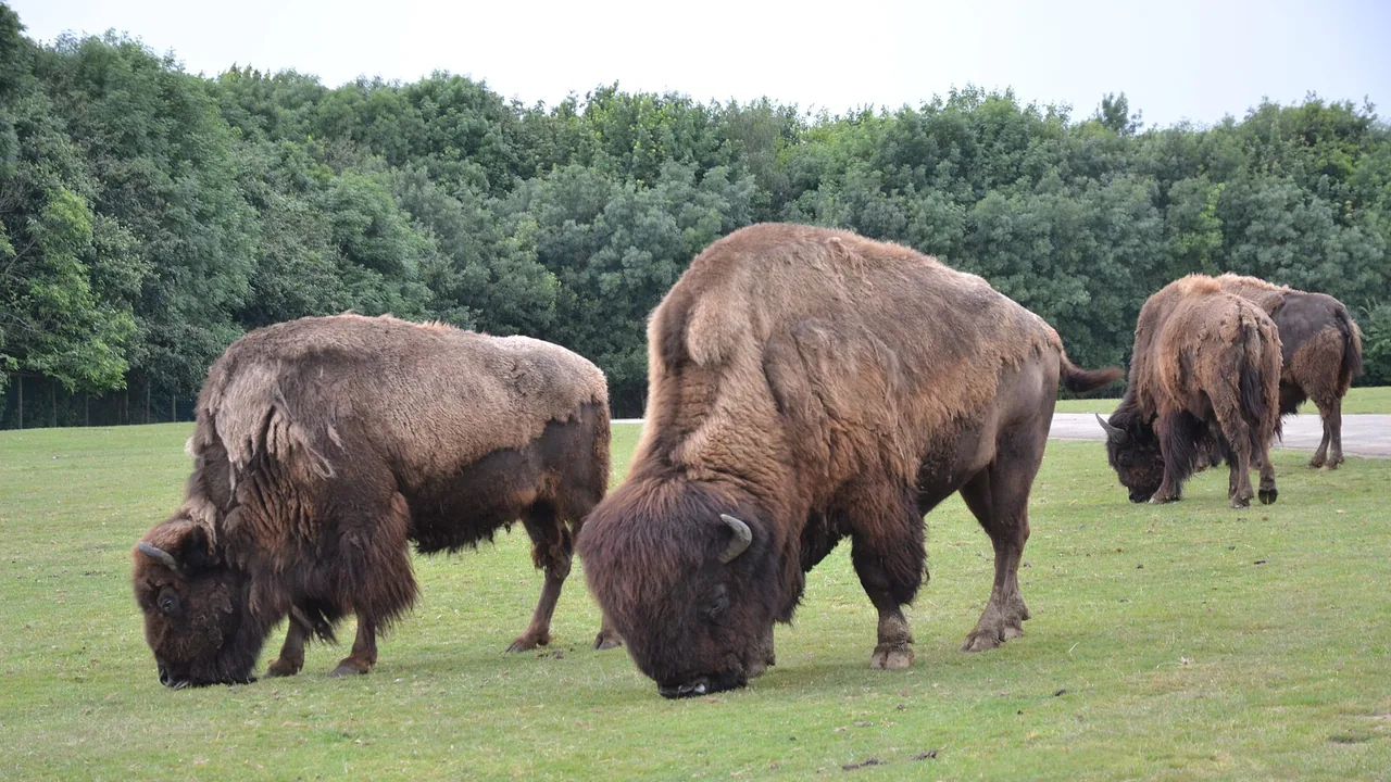 Des bisons dans le parc Planète Sauvage