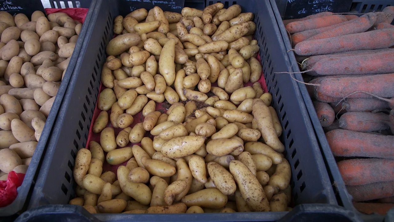 Pommes de terre de variété Ratte