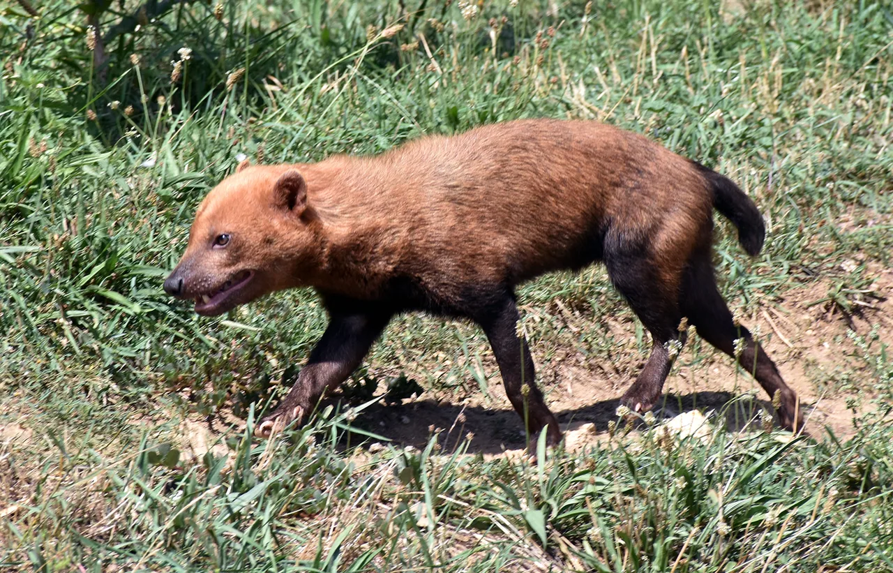 Chien des buissons au Safari de Peaugres en Ardèche