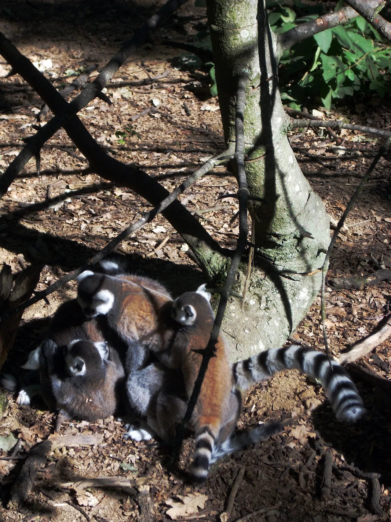 Groupe de makis cattas au Safari de Peaugres