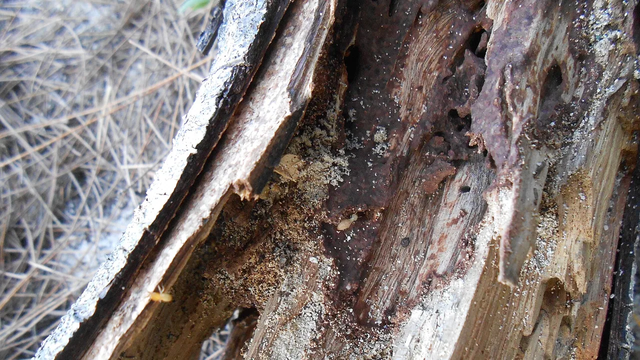 Termites visibles sur une pièce de bois