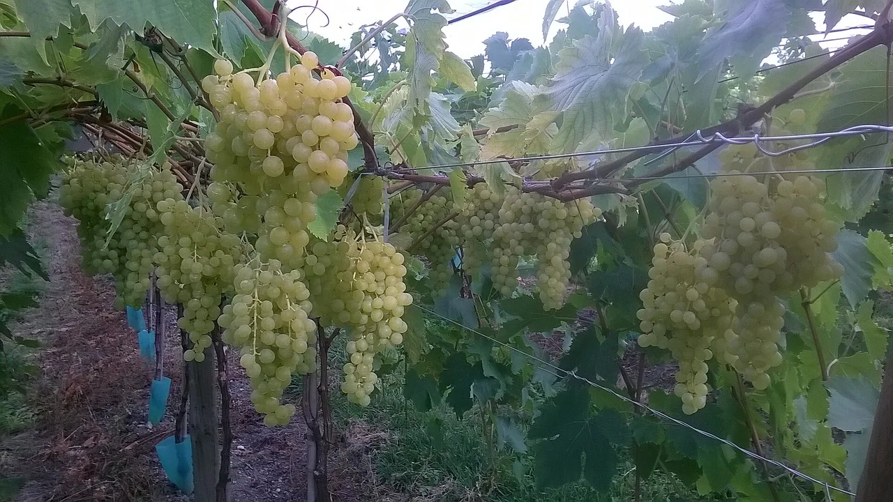 Des rangs de Chasselas cultivés à Cazes-Mondenard dans le Tarn-et-Garonne