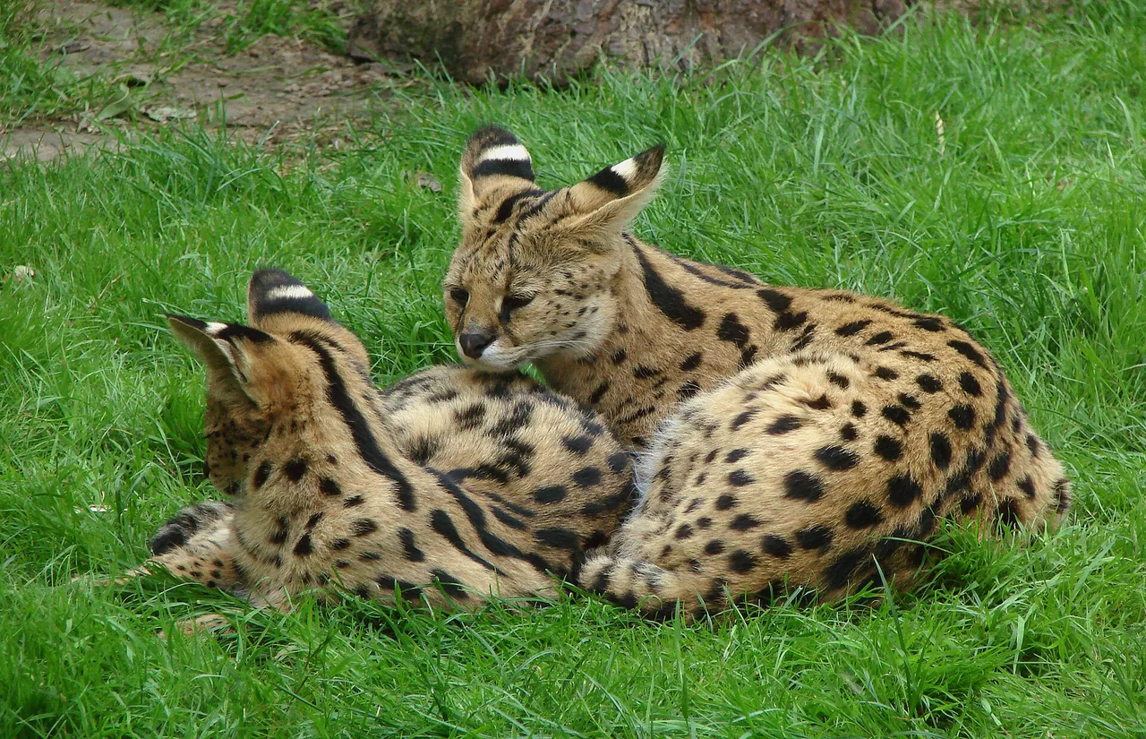 Deux jeunes servals au ZooSafari de Thoiry