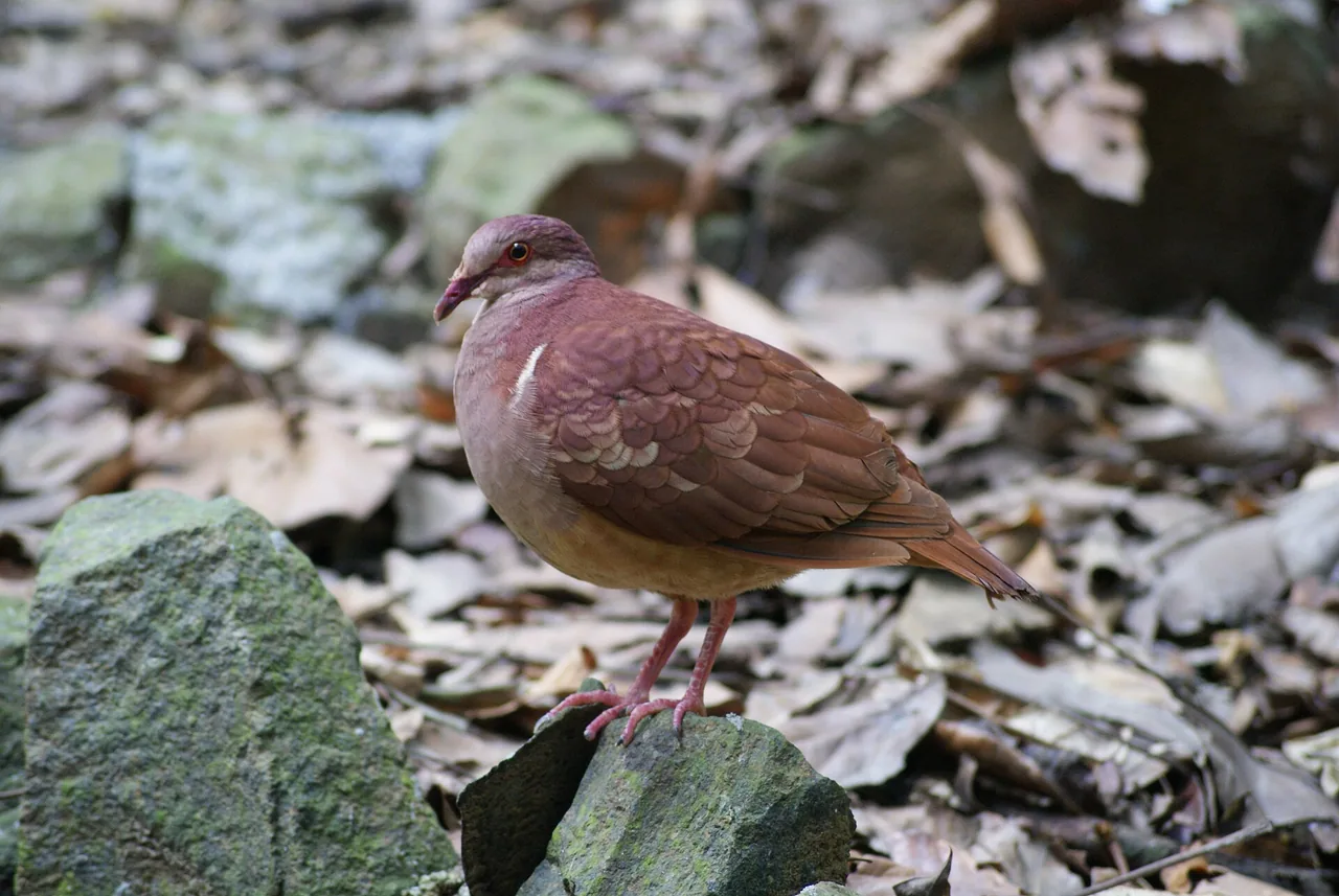 Colombe des Antilles photographiée au Zoo de Guadeloupe dans le Parc des Mamelles