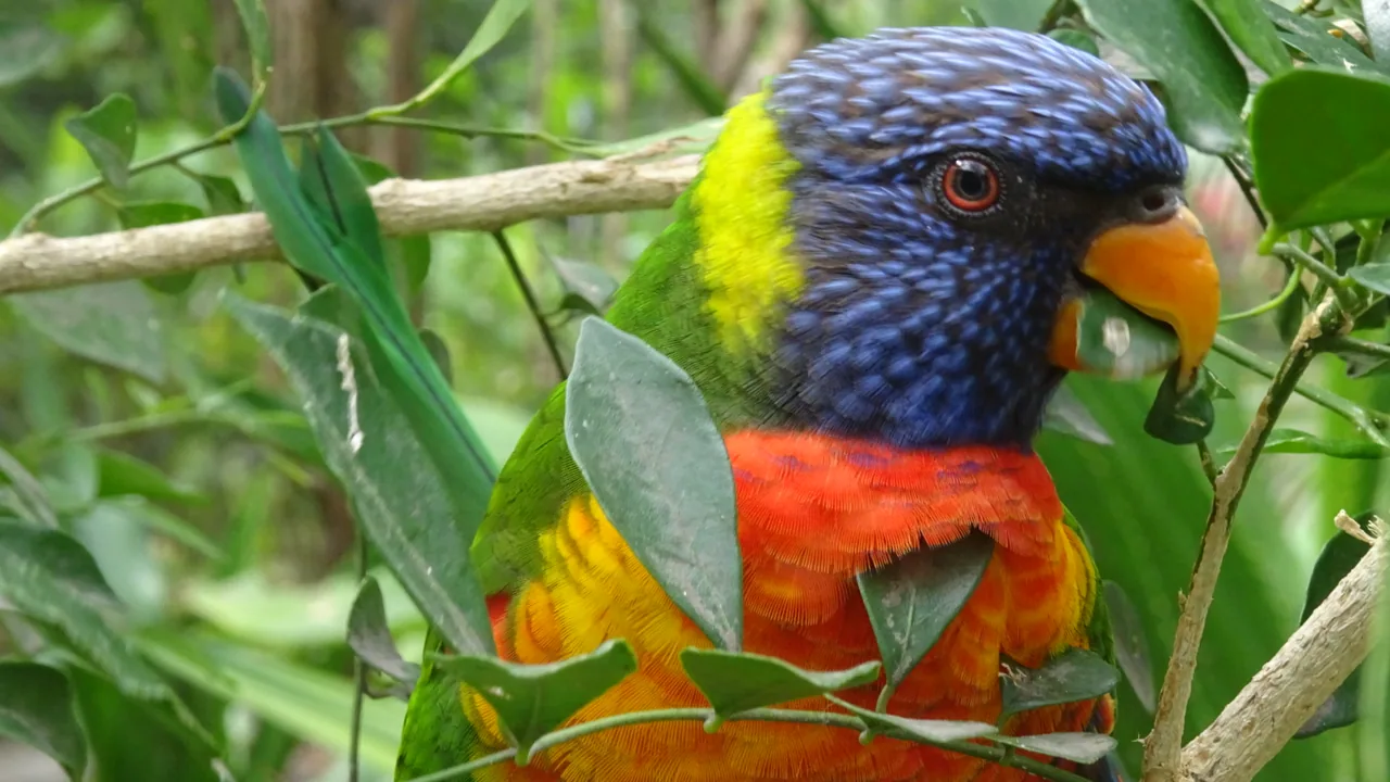 Perroquet photographié au Zoo de Guadeloupe dans le Parc des Mamelles