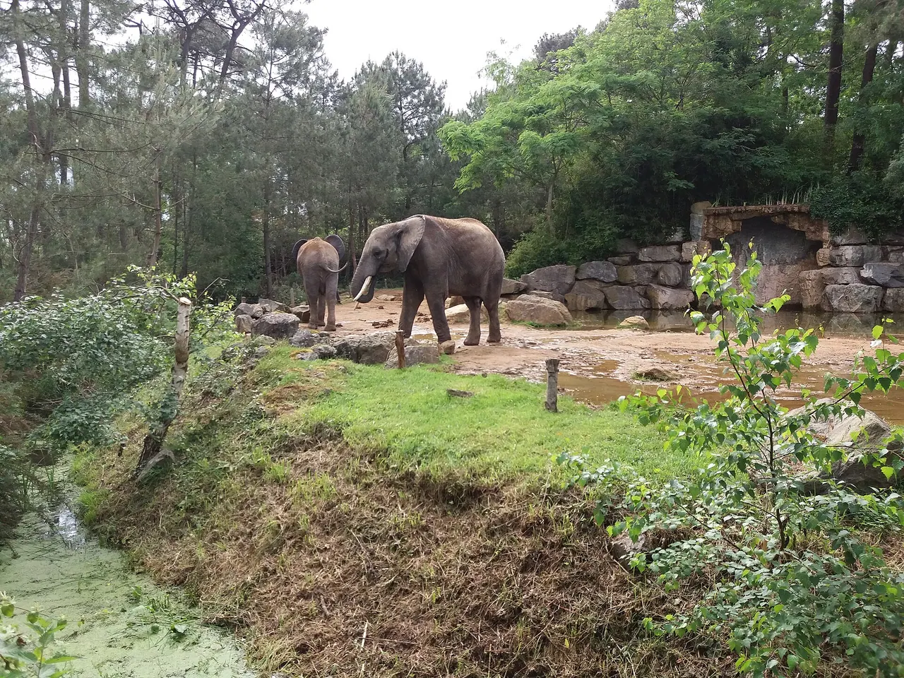 Des éléphants de savane d'Afrique au Zoo de La Flèche