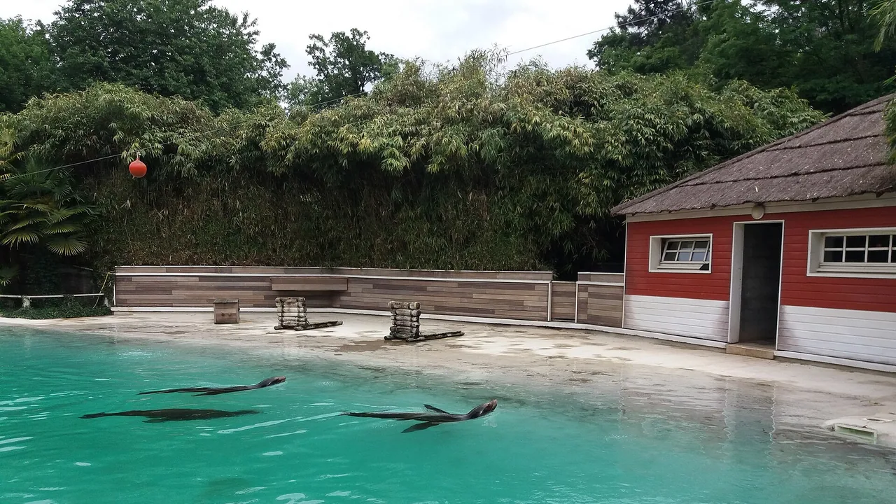 Une otarie de Californie au Zoo de La Flèche