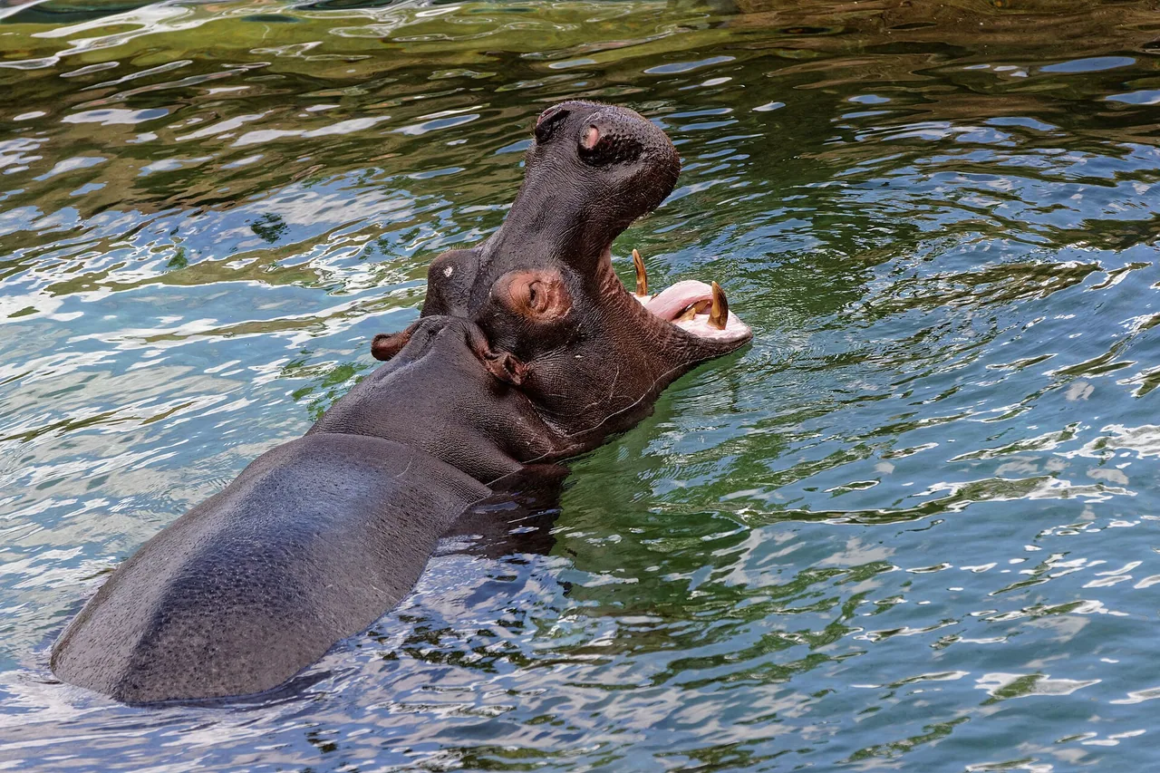Hippopotame au ZooParc de Beauval