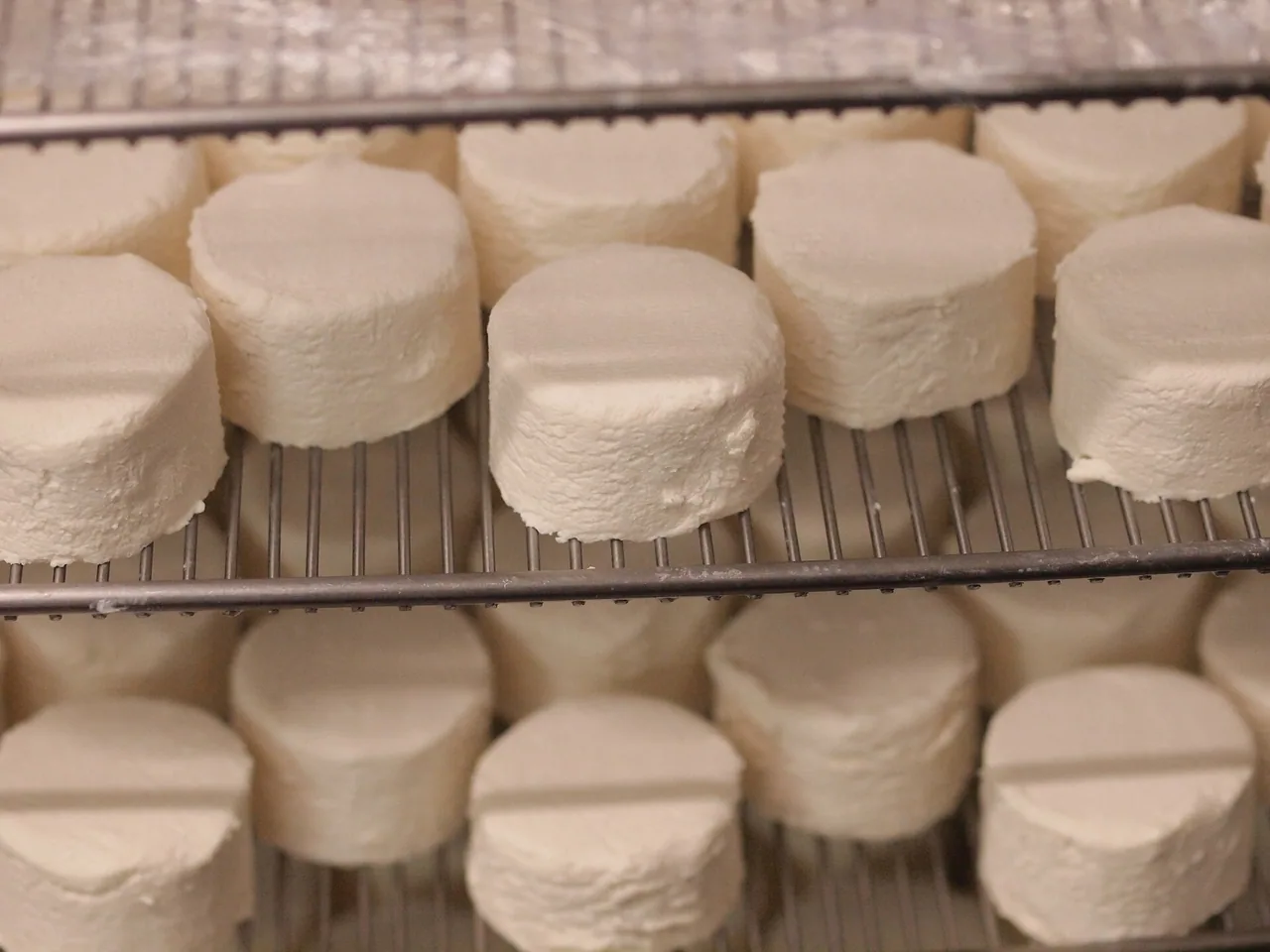 Fromages de chèvre frais conservés dans une fromagerie française
