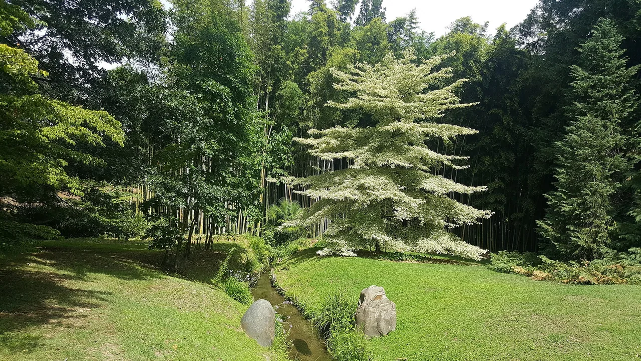 Végétation de la Bambouseraie en Cévennes à Générargues