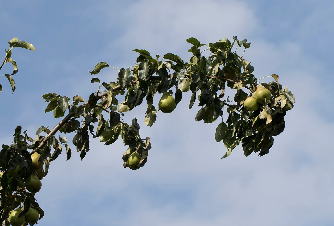 Poires mûrissant sur les branches d'un poirier