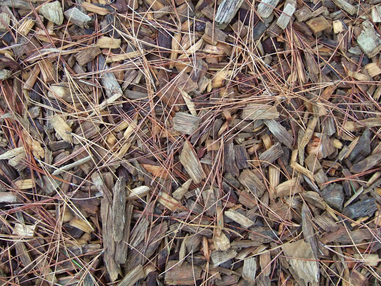 Paillage de copeaux de bois répandu sur le sol d'un jardin