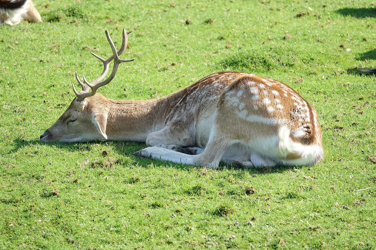 Un daim européen photographié dans un parc animalier