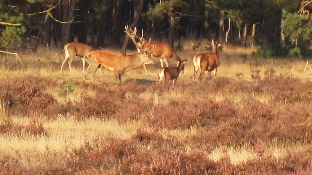 Un cerf élaphe dans un espace naturel