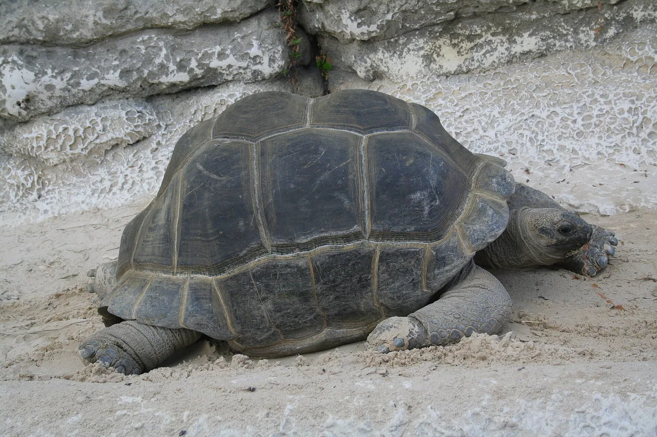 Tortue géante d'Aldabra à la Ferme aux Crocodiles de Pierrelatte