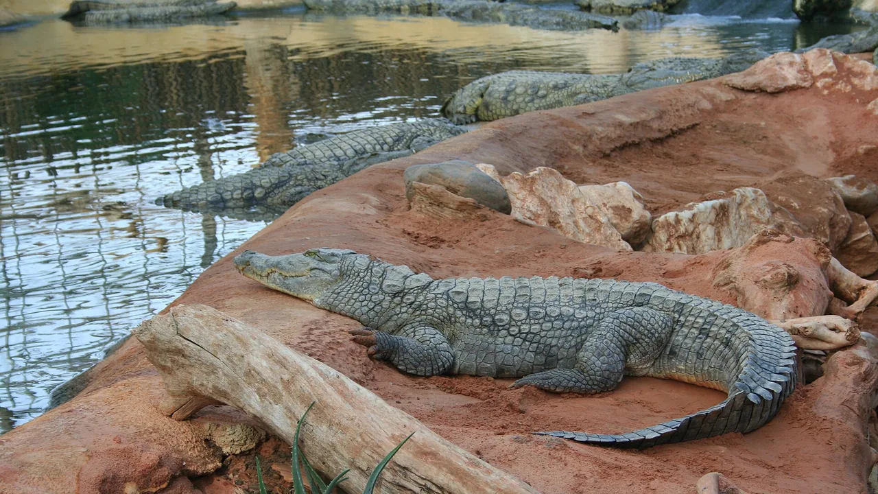 Crocodiles du Nil à la Ferme aux Crocodiles de Pierrelatte