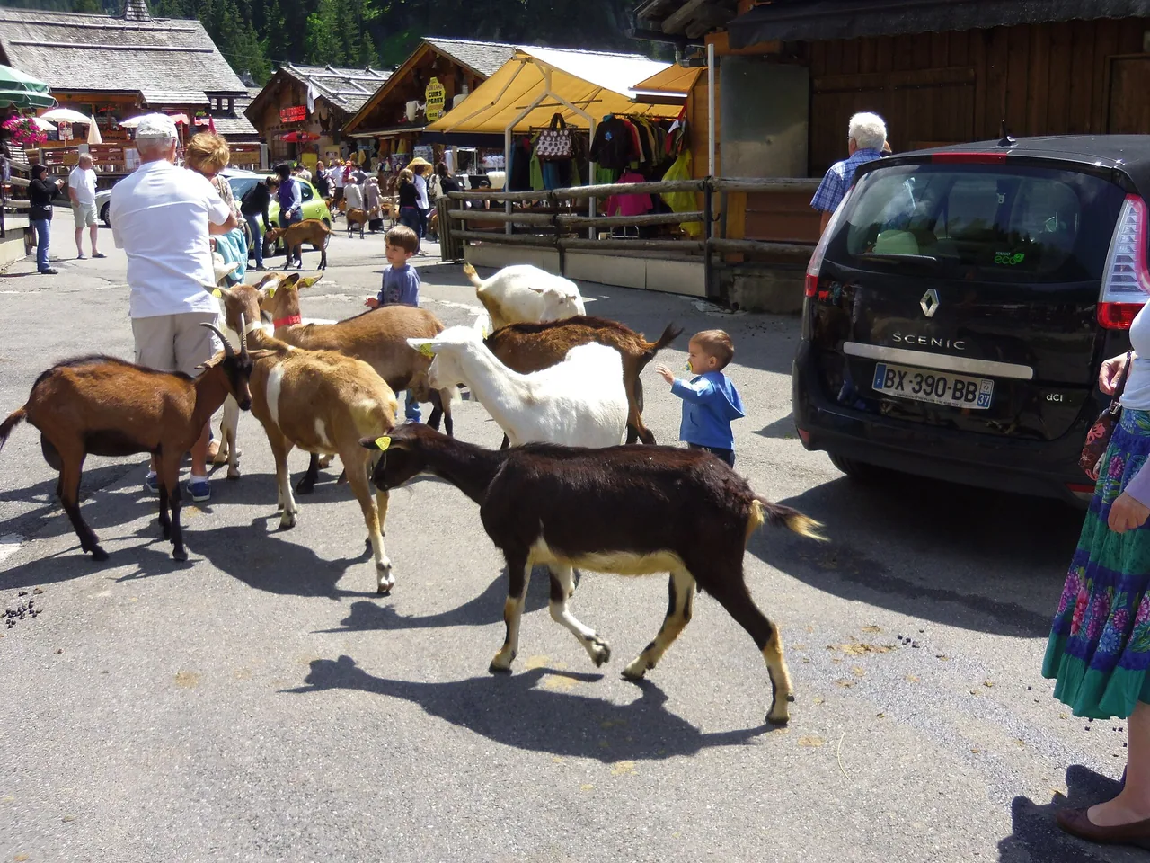 Chèvres au milieu des visiteurs en Haute-Savoie