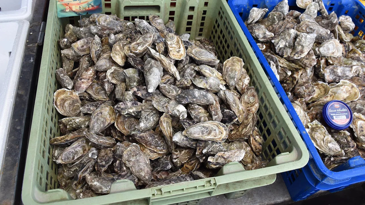 Huîtres à Cancale