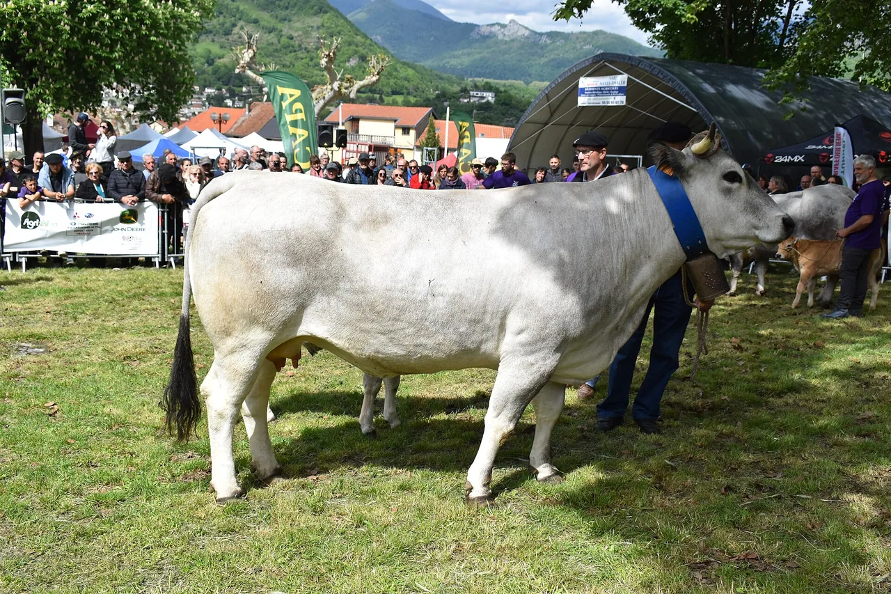 Vache gasconne et son veau lors d'une foire agricole en Ariège