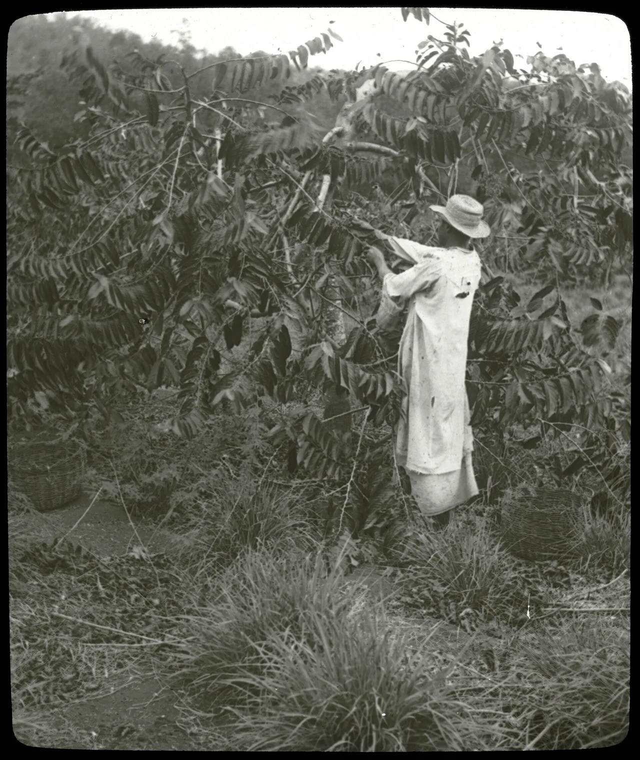 Cueillette de fleurs d'ylang-ylang à Mayotte au début du XXe siècle