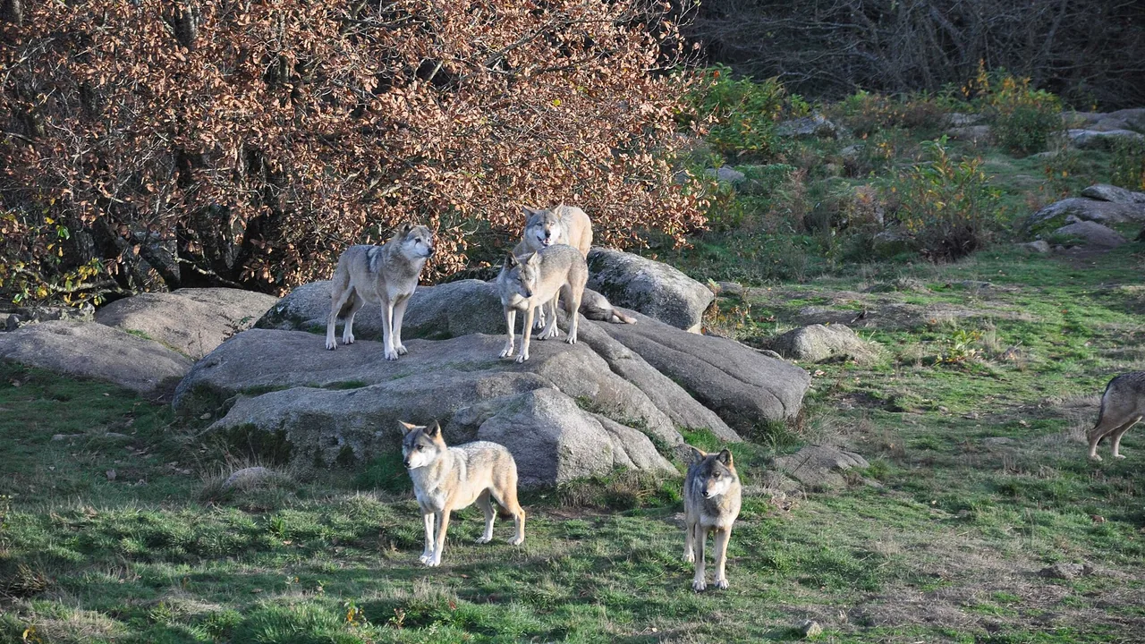 Loups gris européens dans le Parc animalier des Monts de Guéret