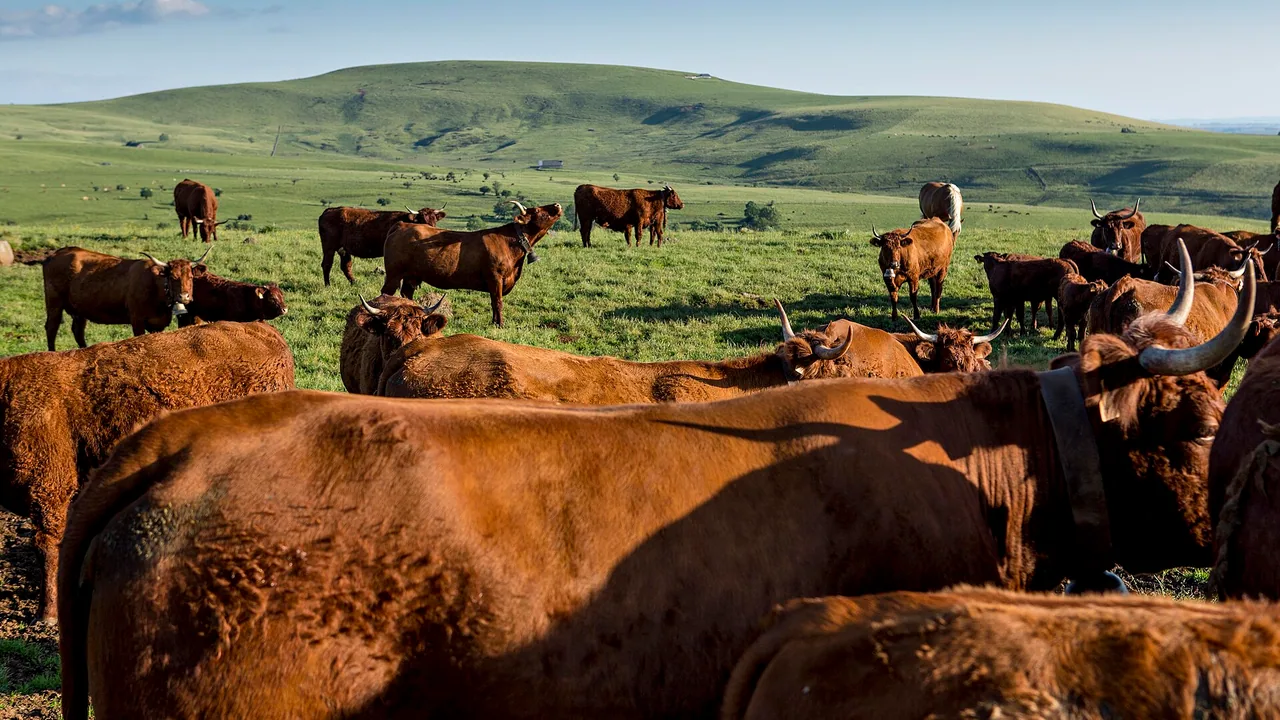 Troupeau de vaches Salers dans le Pays de Salers