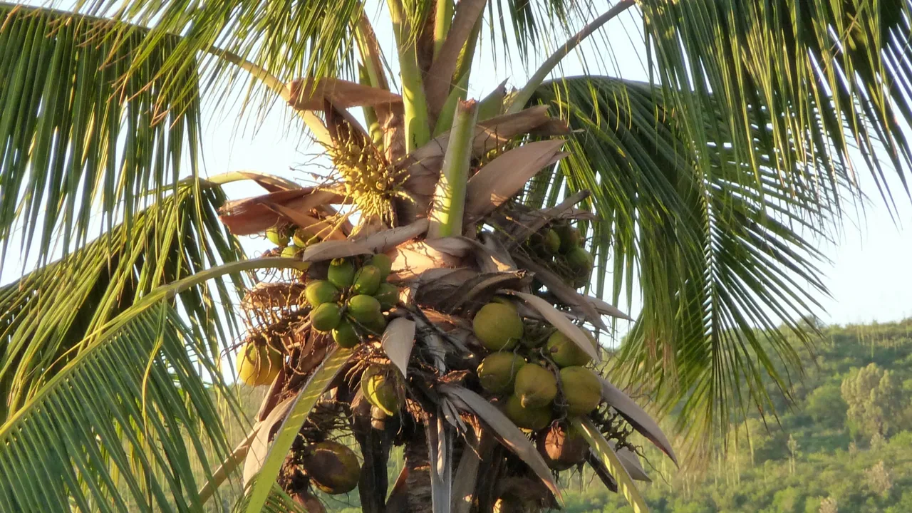 Noix de coco vertes poussant sur un cocotier à La Réunion