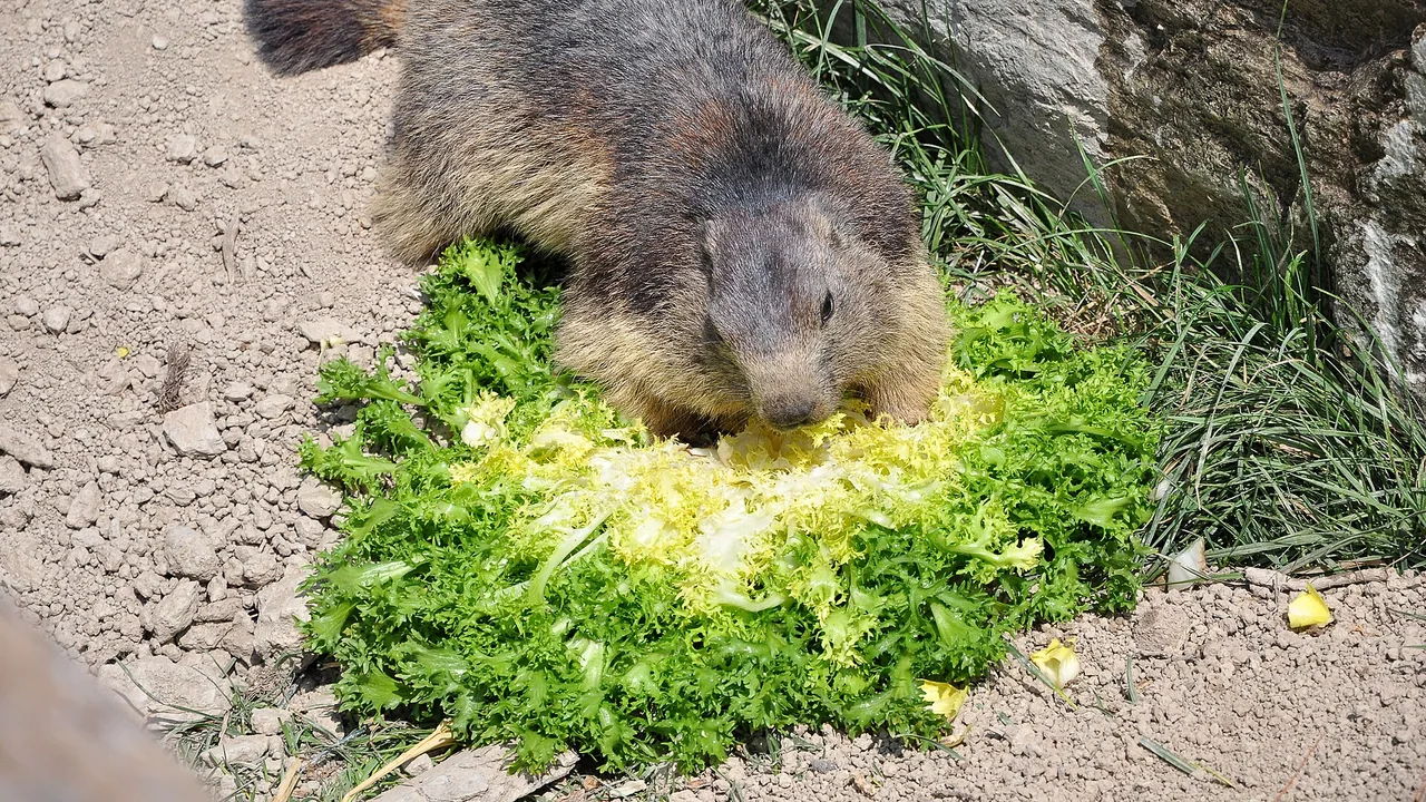 Marmotte du Parc animalier de Serre-Ponçon