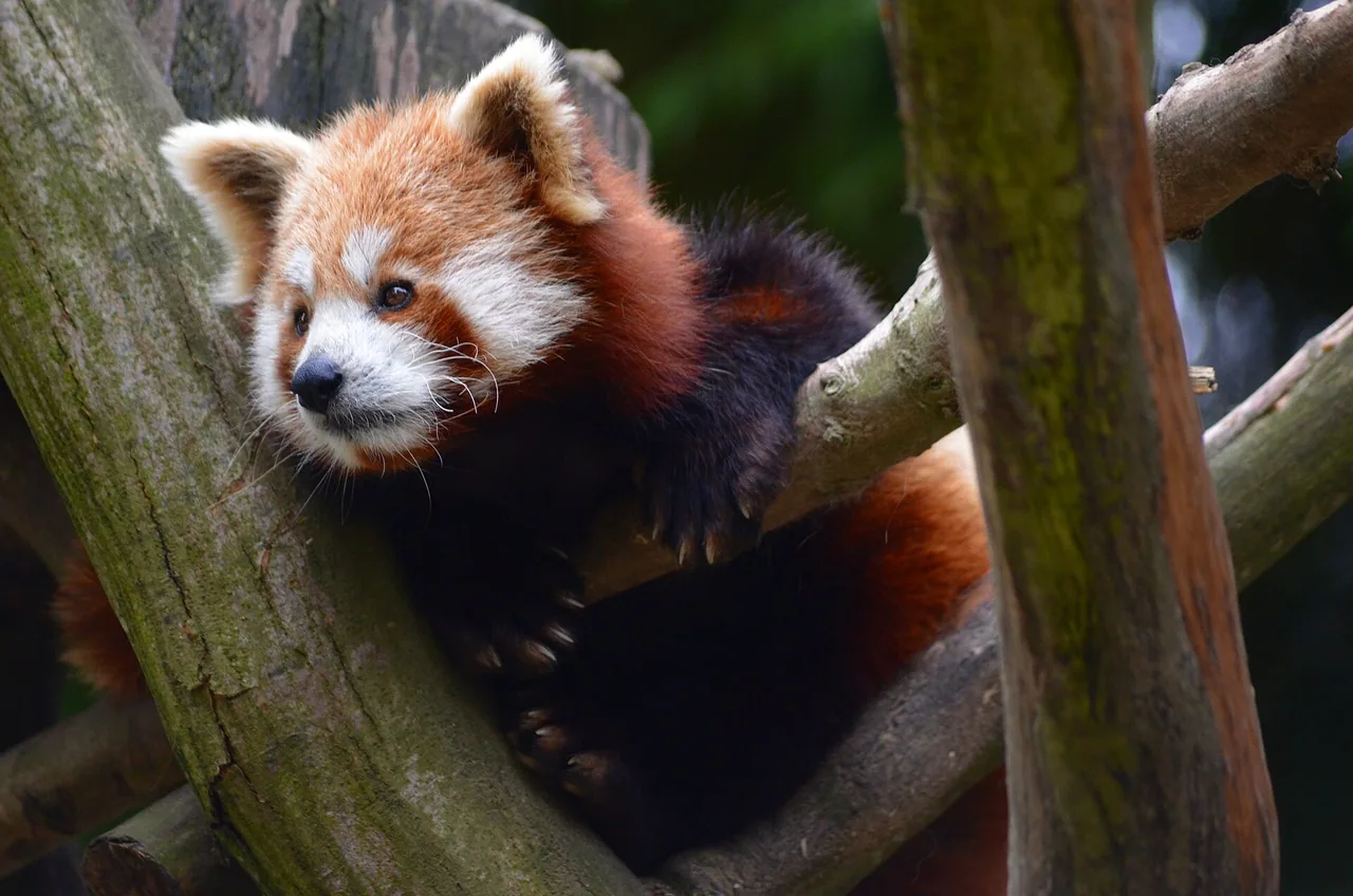 Panda roux au Parc de Clères