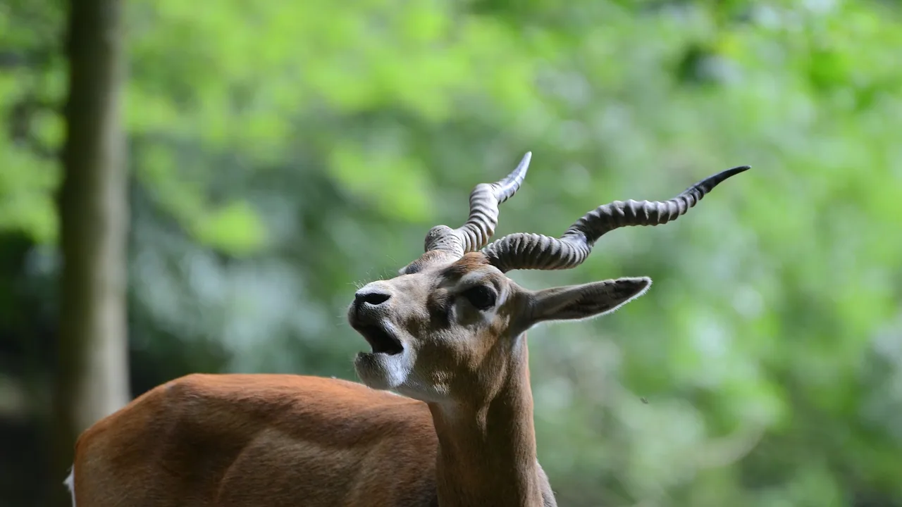 Antilope cervicapre au Parc de Clères
