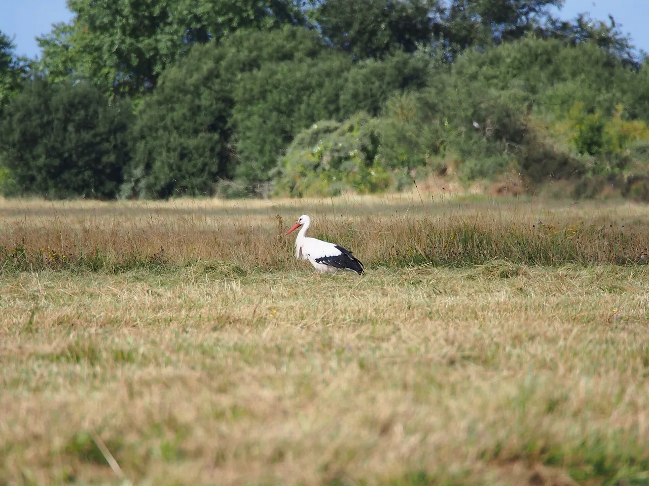 Cigogne blanche photographiée au Parc du Marquenterre