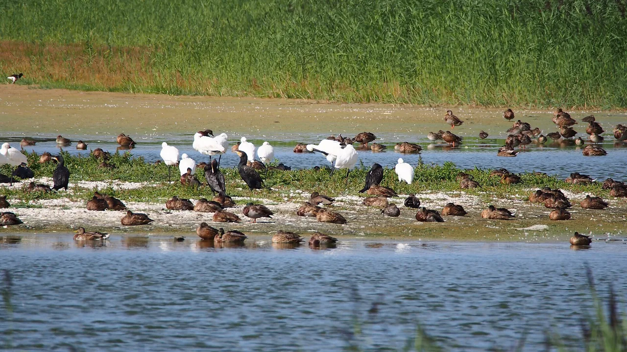 Oiseaux dans le Parc du Marquenterre