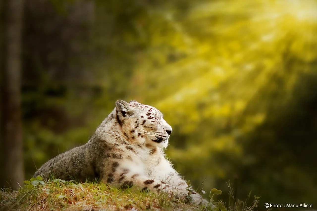 Panthère des neiges photographiée au Parc zoo du Reynou