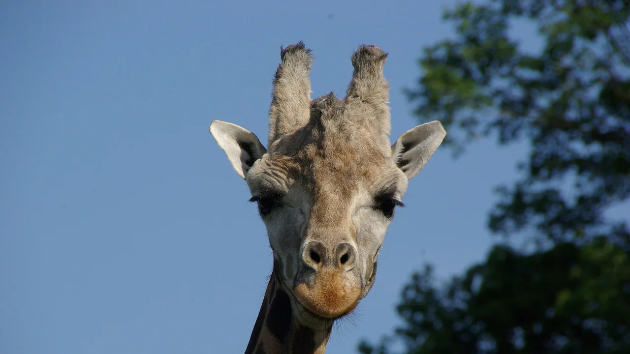 Girafe photographiée au Parc zoo du Reynou
